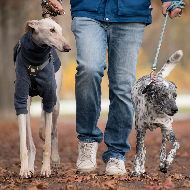 Gross McGinley Pet Custody